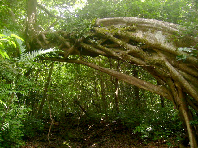 humidforest